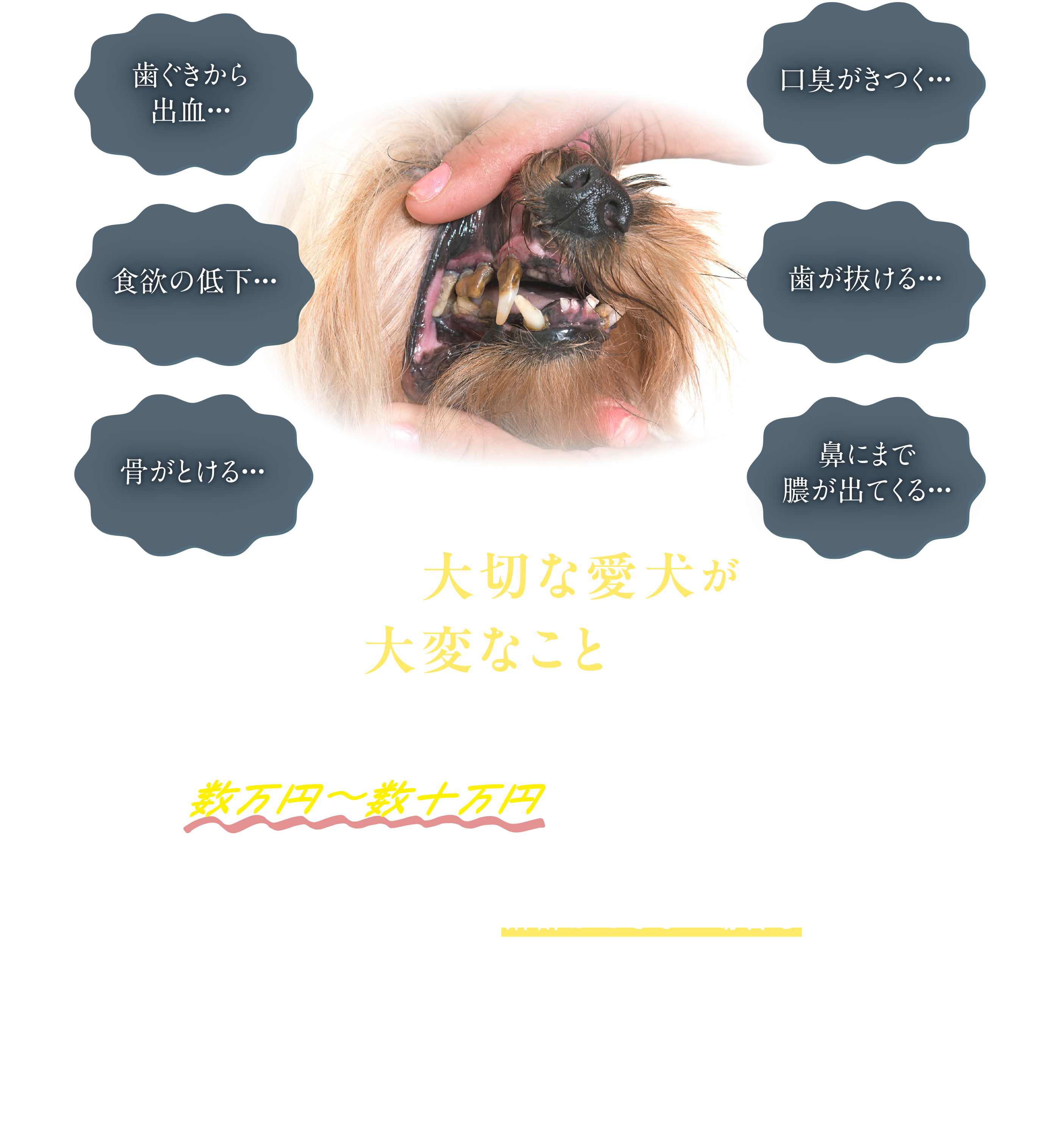 歯ぐきから出血・・・ / 口臭がきつく・・・ / 食欲の低下・・・ / 歯が抜ける・・・ / 骨がとける・・・ / 鼻にまで膿が出てくる・・・など、大切な愛犬が大変なことに・・・治療するにも手遅れになってしまい、かかってしまうことも…。治療には全身麻酔が必要な場合もありますが、ワンちゃんによっては、麻酔ができない場合も…。全身麻酔は、痛みを抑え動きを止める一方で、体への負担はゼロではありません。呼吸や心臓の働きが一時的に弱まり、低血圧・不整脈、体温低下、術後の合併症が生じる可能性があります。高齢犬・持病のある犬・短頭種（パグ、フレンチブルドッグ、シーズーなど）は、特に注意が必要です。 ※本ページの記載は一般的な情報であり、診断・治療を目的としたものではありません。